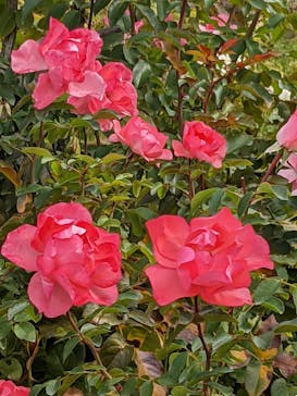 京成バラ園に投稿された画像（2023/10/25）