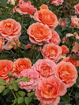 京成バラ園に投稿された画像（2023/10/25）