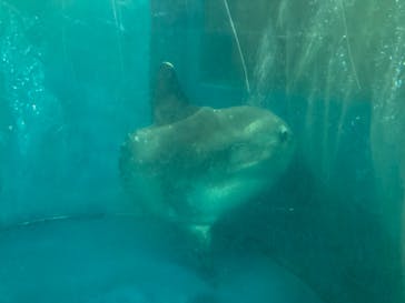 越前松島水族館に投稿された画像（2023/10/25）