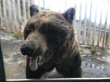 のぼりべつクマ牧場に投稿された画像（2023/10/25）