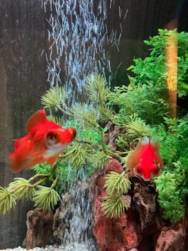 NARA KINGYO MUSEUMに投稿された画像（2023/10/25）