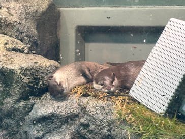 サンシャイン水族館に投稿された画像（2023/10/25）