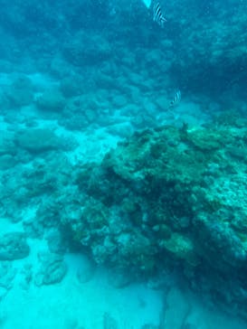 Sea World（シーワールド）に投稿された画像（2023/10/25）