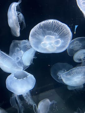 伊豆・三津シーパラダイスに投稿された画像（2023/10/25）