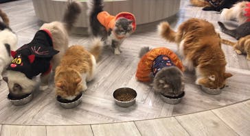 猫カフェモカ　アルシェ大宮店に投稿された画像（2023/10/25）