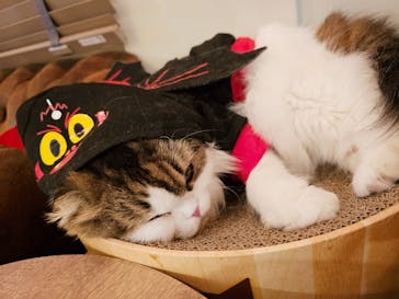 猫カフェモカ　池袋東口店に投稿された画像（2023/10/25）