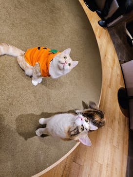 猫カフェモカ　新宿店に投稿された画像（2023/10/25）