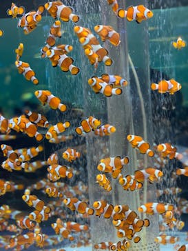 鴨川シーワールドに投稿された画像（2023/10/26）