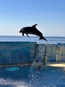 新江ノ島水族館に投稿された画像（2023/10/26）