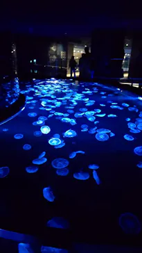 すみだ水族館に投稿された画像（2023/10/26）