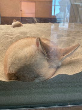 環境水族館アクアマリンふくしまに投稿された画像（2023/10/26）