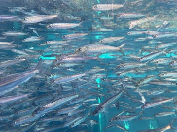 環境水族館アクアマリンふくしまに投稿された画像（2023/10/26）