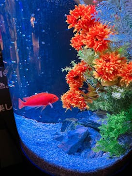 NARA KINGYO MUSEUMに投稿された画像（2023/10/26）