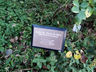 京成バラ園に投稿された画像（2023/10/26）