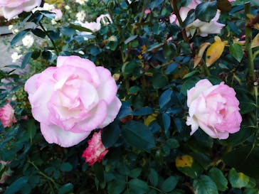 京成バラ園に投稿された画像（2023/10/26）