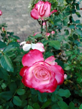 京成バラ園に投稿された画像（2023/10/26）