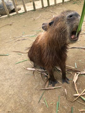 ネオパークオキナワに投稿された画像（2023/10/26）