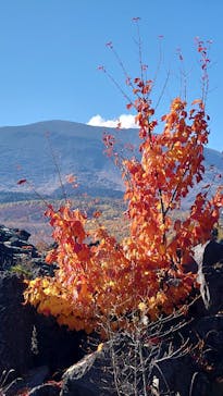 鬼押出し園に投稿された画像（2023/10/26）