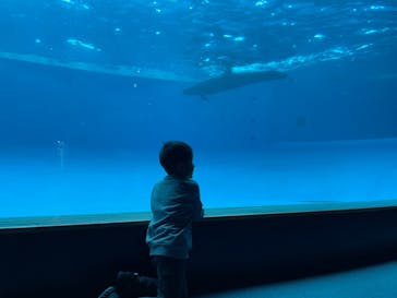 アクアワールド茨城県大洗水族館に投稿された画像（2023/10/26）
