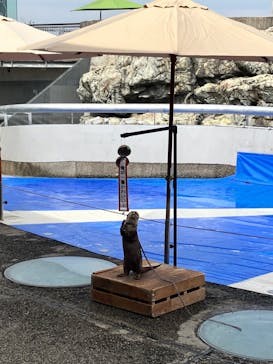 大分マリーンパレス水族館 「うみたまご」に投稿された画像（2023/10/26）