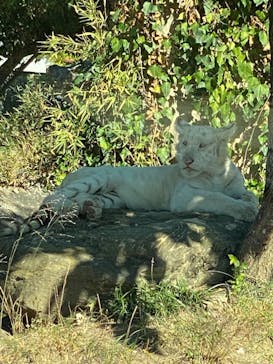 群馬サファリパークに投稿された画像（2023/10/27）