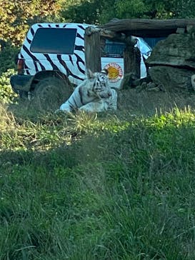 群馬サファリパークに投稿された画像（2023/10/27）