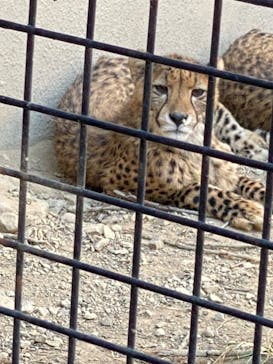 群馬サファリパークに投稿された画像（2023/10/27）