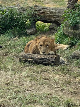 群馬サファリパークに投稿された画像（2023/10/27）