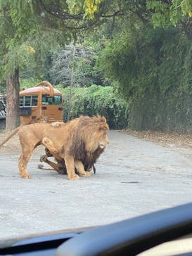 群馬サファリパークに投稿された画像（2023/10/27）