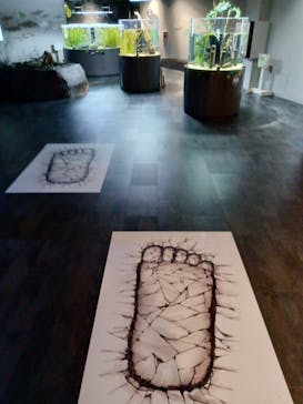 カワスイ 川崎⽔族館に投稿された画像（2023/10/27）