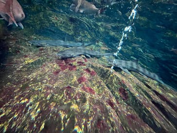 上越市立水族博物館 うみがたりに投稿された画像（2023/10/27）