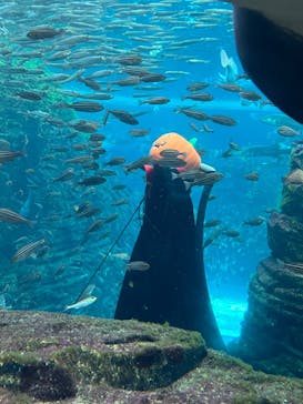 上越市立水族博物館 うみがたりに投稿された画像（2023/10/27）