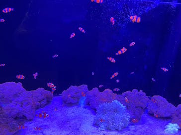 上越市立水族博物館 うみがたりに投稿された画像（2023/10/27）