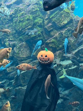 上越市立水族博物館 うみがたりに投稿された画像（2023/10/27）