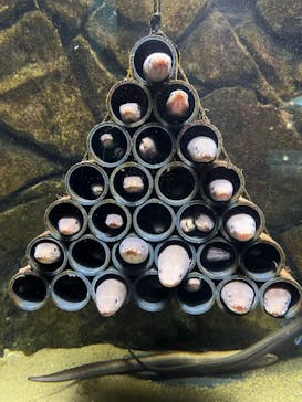 上越市立水族博物館 うみがたりに投稿された画像（2023/10/27）