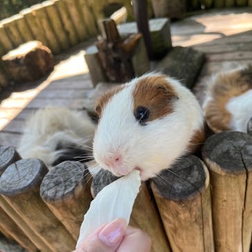 美らヤシパークオキナワ・東南植物楽園に投稿された画像（2023/10/27）