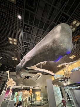 国立科学博物館に投稿された画像（2023/10/27）