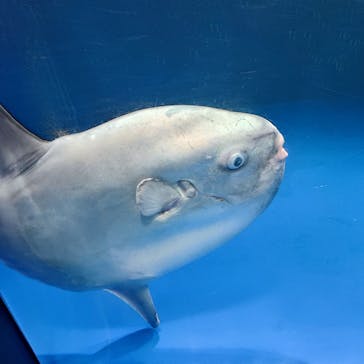 サンシャイン水族館に投稿された画像（2023/10/27）