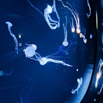 サンシャイン水族館に投稿された画像（2023/10/27）