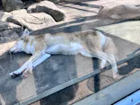 天王寺動物園に投稿された画像（2023/10/27）