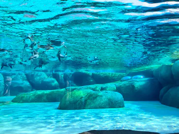 天王寺動物園に投稿された画像（2023/10/27）