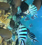 武藤潜水に投稿された画像（2023/10/27）