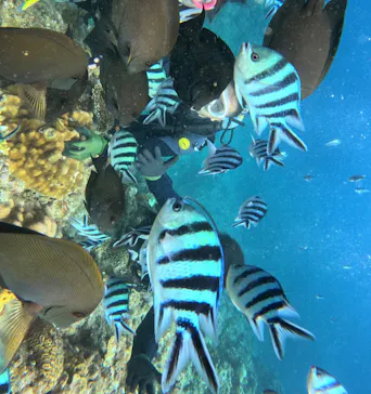 武藤潜水に投稿された画像（2023/10/27）