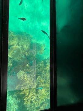 青の洞窟専門店　沖縄ダイビングショップ和に投稿された画像（2023/10/27）