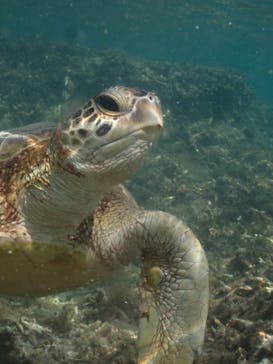 nico 宮古島に投稿された画像（2023/10/27）