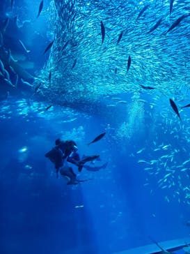 アクアワールド茨城県大洗水族館に投稿された画像（2023/10/27）