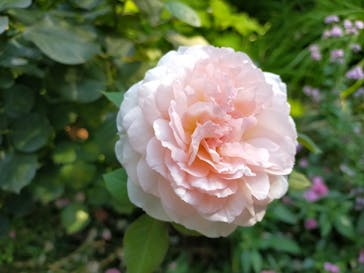 横浜イングリッシュガーデンに投稿された画像（2023/10/27）