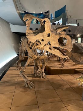 福井県立恐竜博物館に投稿された画像（2023/10/27）