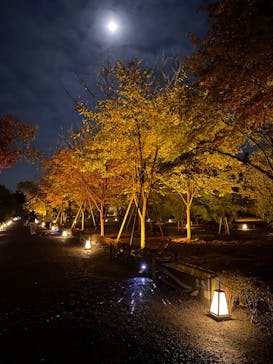 NAKED meets 二条城 2025 観月に投稿された画像（2023/10/27）