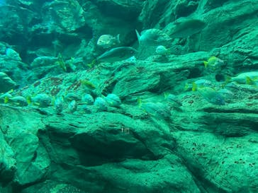 大分マリーンパレス水族館 「うみたまご」に投稿された画像（2023/10/28）